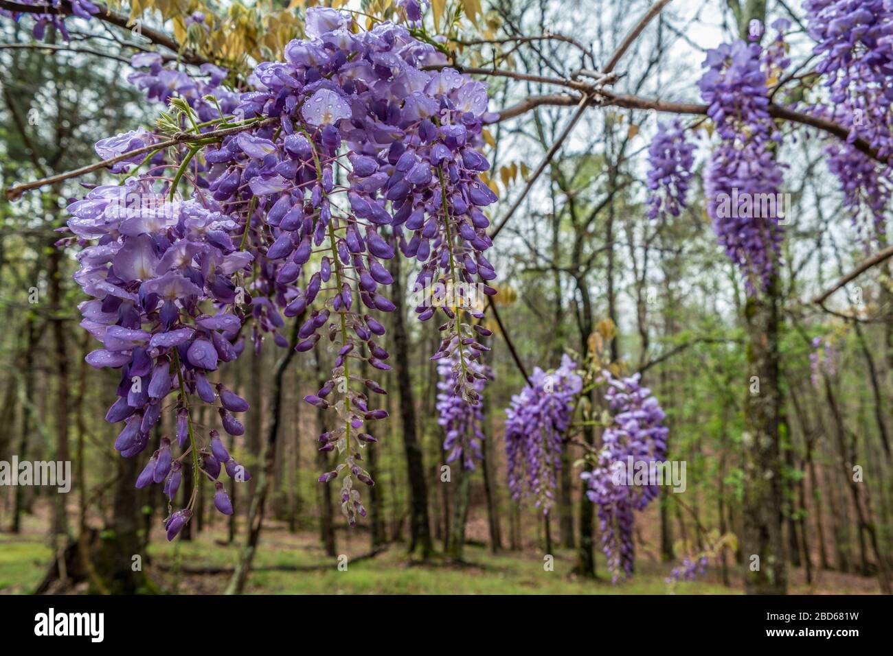 Diversi fiori di glicine viola fiorente appesi su una vite con gocce d'acqua dalla pioggia in primavera Foto Stock