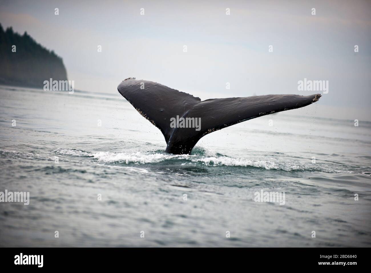 Coda di balene nell'oceano Foto Stock