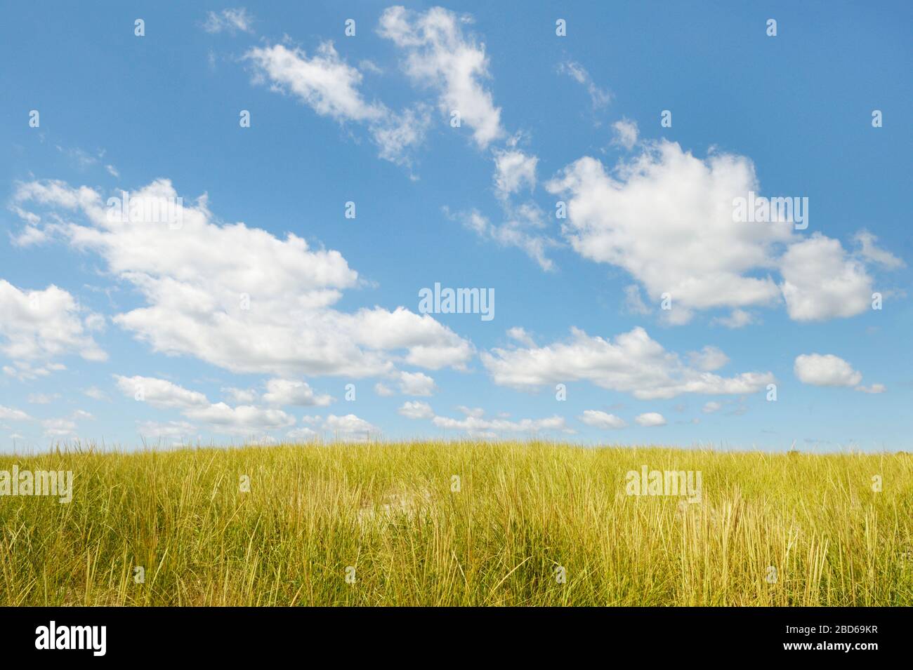 campo blu cielo wispy nuvole estate Foto Stock