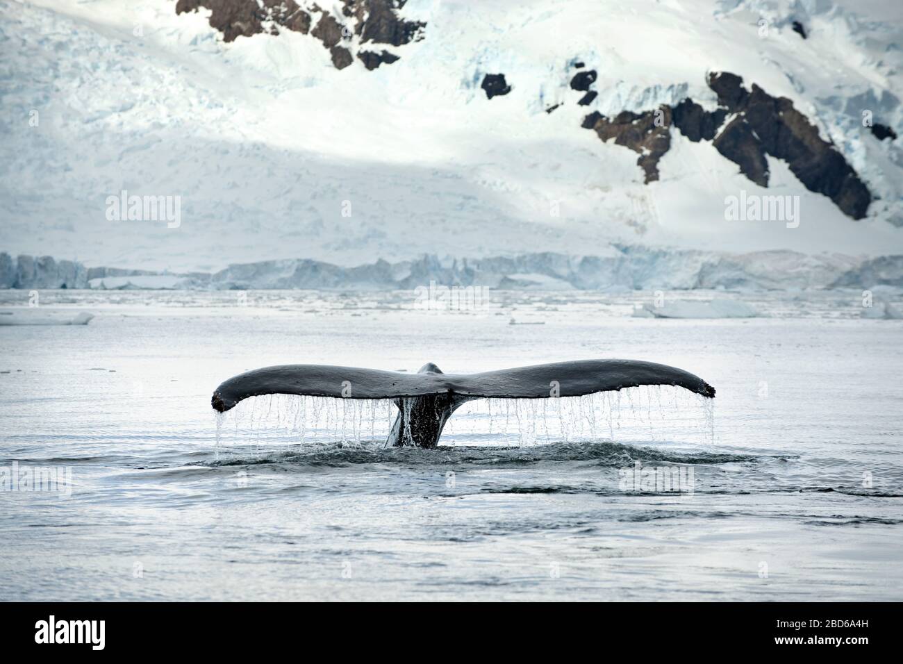 Dal mare emerge una coda appartenente ad una balena. Foto Stock
