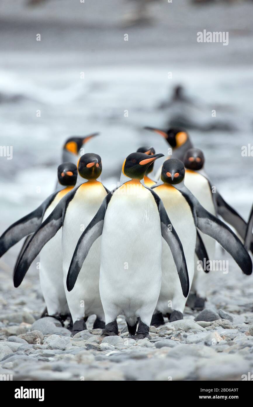 Gruppo di pinguini dell'imperatore (Aptenodytes forsteri) camminando insieme in una linea su una spiaggia. Foto Stock
