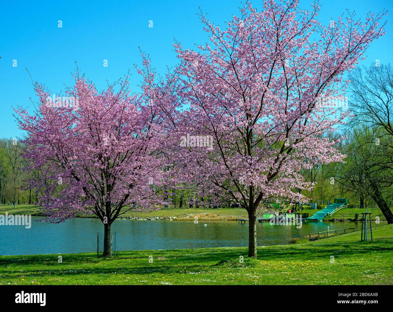Due alberi rosa fiorenti nella zona del lago balneabile 'Aubad (bagno ripariale)' della città di Tulln in primavera, Austria Foto Stock