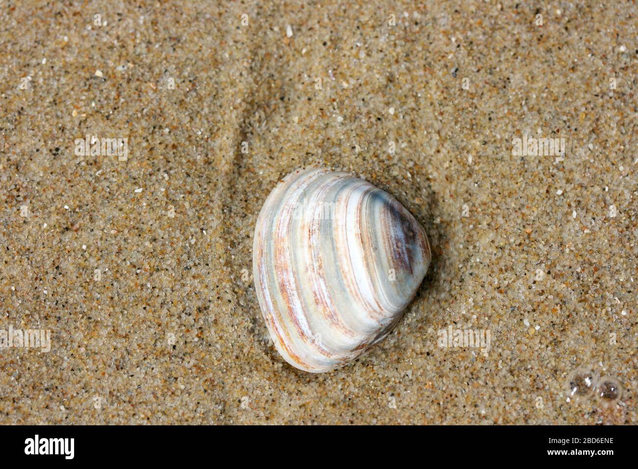 A lavato dalle onde conchiglia giace nella sabbia Eine von den Wellen angespülte Muschelschale liegt im Sand Foto Stock