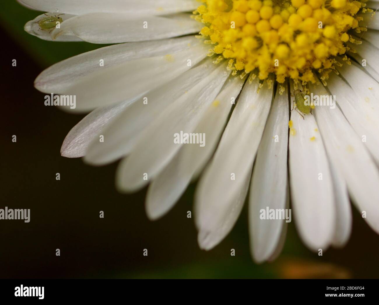 Primo piano di piante da fiore bianche Foto Stock