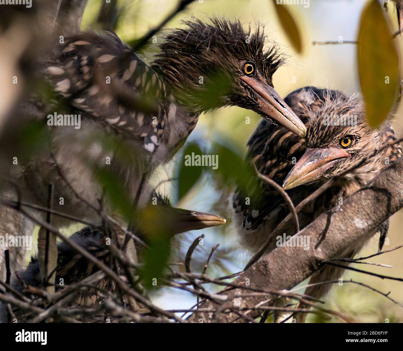 Uccelli del bambino di Heron di notte coronato nero nel nido con lo sfondo e rami di primo piano che interagiscono nel loro ambiente e dintorni. Foto Stock
