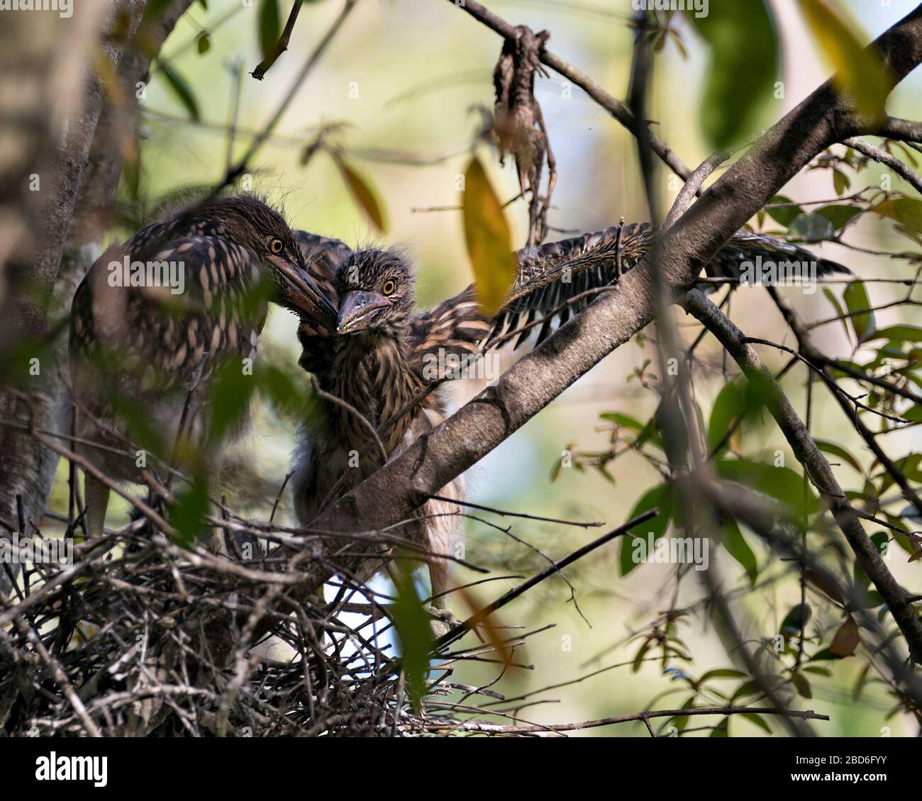 Uccelli del bambino di Heron di notte coronato nero nel nido con lo sfondo e rami di primo piano che interagiscono nel loro ambiente e dintorni. Foto Stock