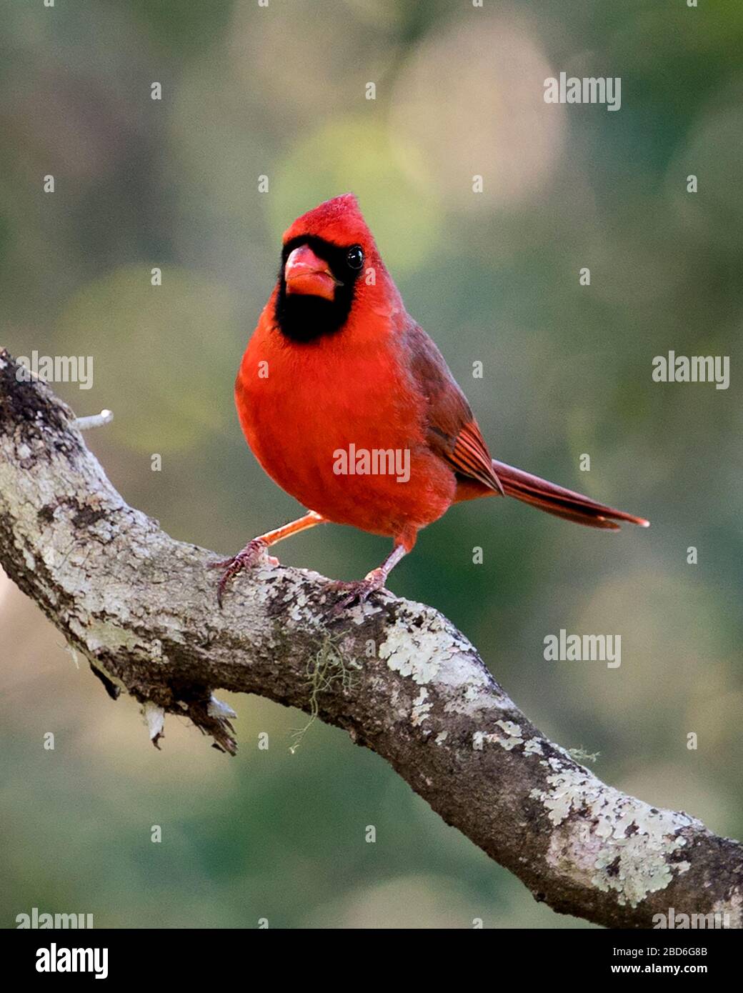 Cardinale uccello maschio arroccato su un ramo che mostra il suo bel corpo rosso, testa, becco, occhio, godendo il suo ambiente e dintorni con un bel bokeh Foto Stock