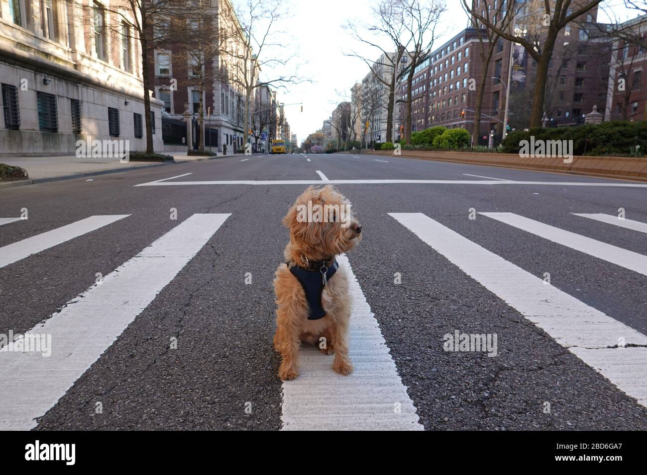 Manhattan, New York, Stati Uniti. 2020. Seduto da solo sull'autostrada a Manhattan un cane Schnoodle durante il periodo di blocco di Coronavirus. Foto Stock