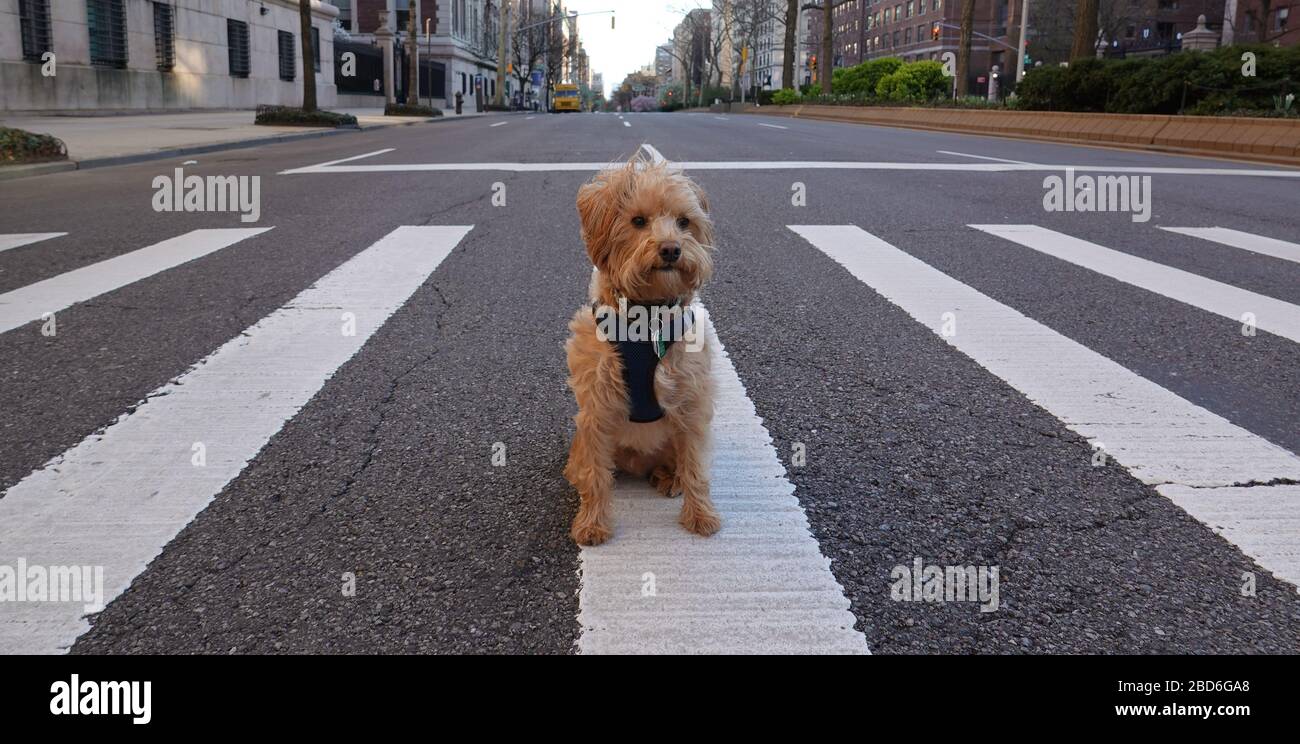 Manhattan, New York, Stati Uniti. 2020. Seduto da solo sull'autostrada a Manhattan un cane Schnoodle durante il periodo di blocco di Coronavirus. Foto Stock