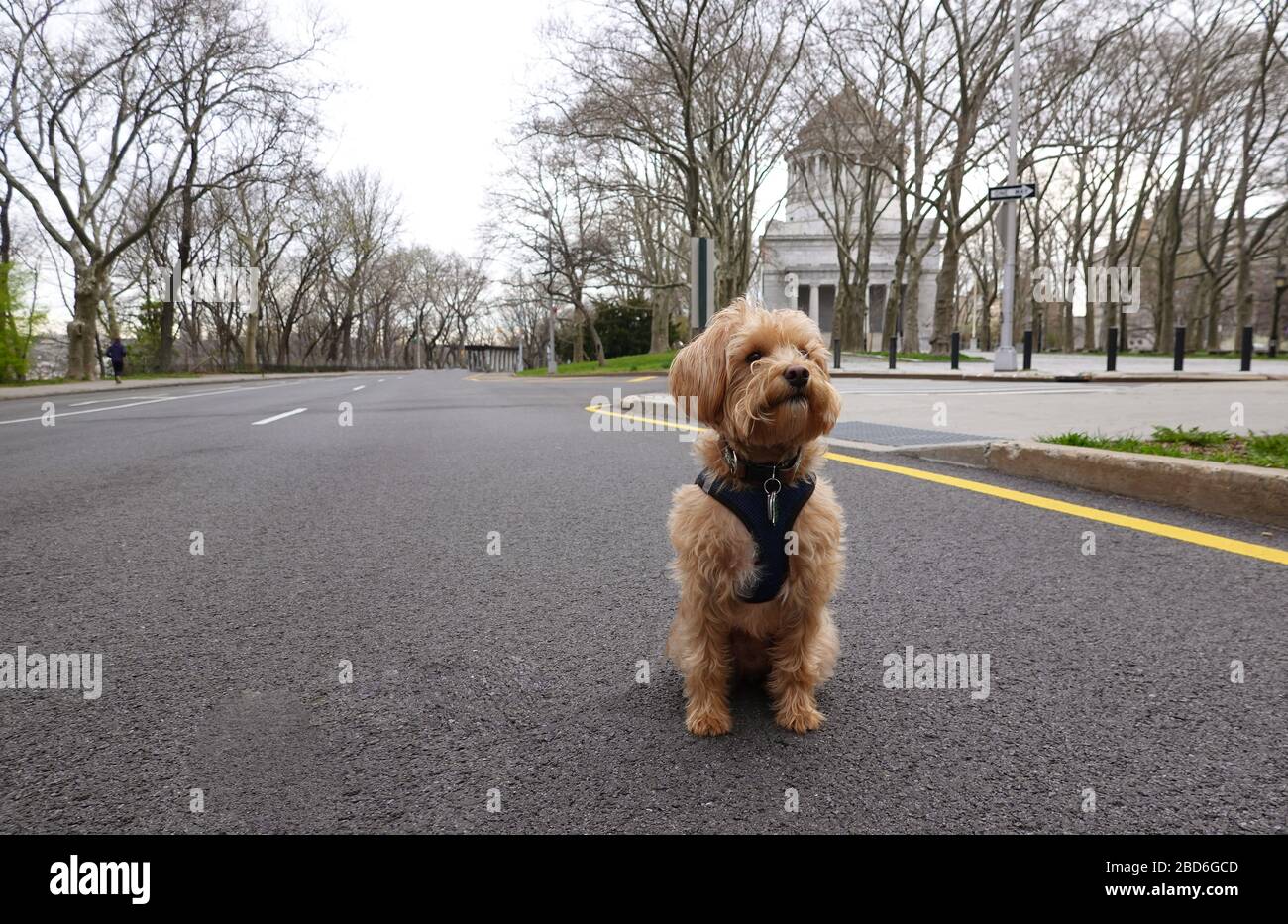 Manhattan, New York, Stati Uniti. 2020. Seduto da solo sull'autostrada a Manhattan un cane Schnoodle durante il periodo di blocco di Coronavirus. Foto Stock