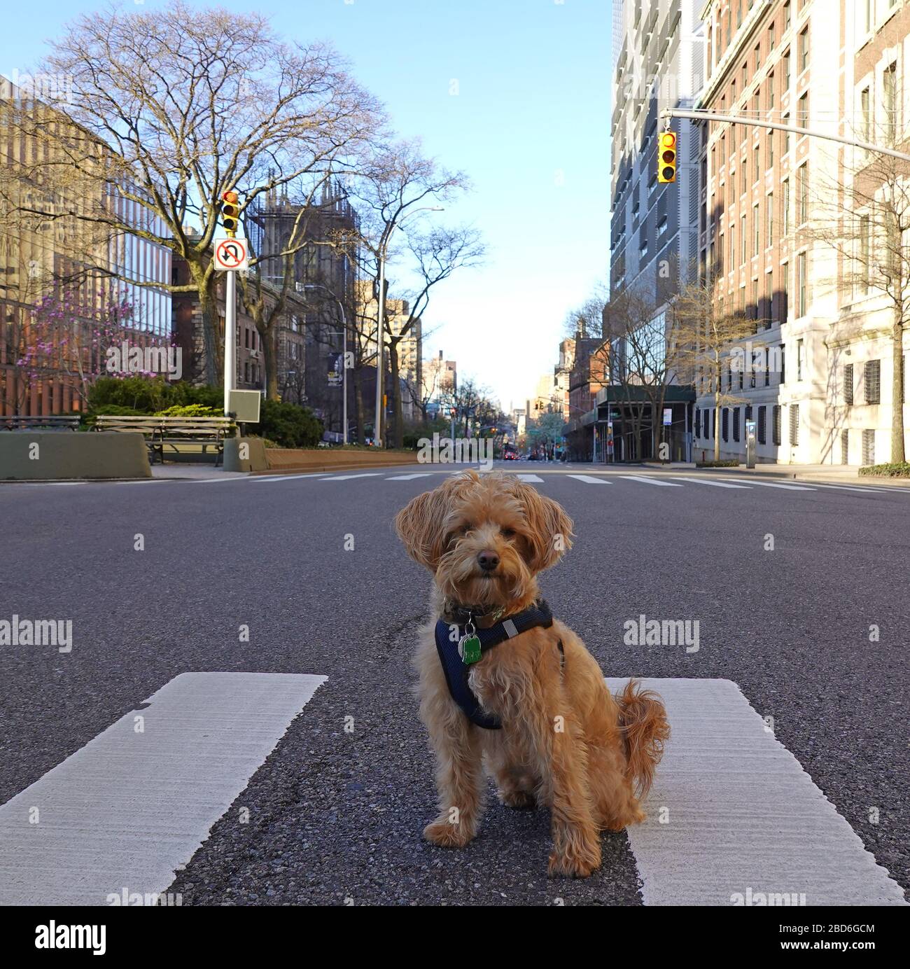 Manhattan, New York, Stati Uniti. 2020. Seduto da solo sull'autostrada a Manhattan un cane Schnoodle durante il periodo di blocco di Coronavirus. Foto Stock