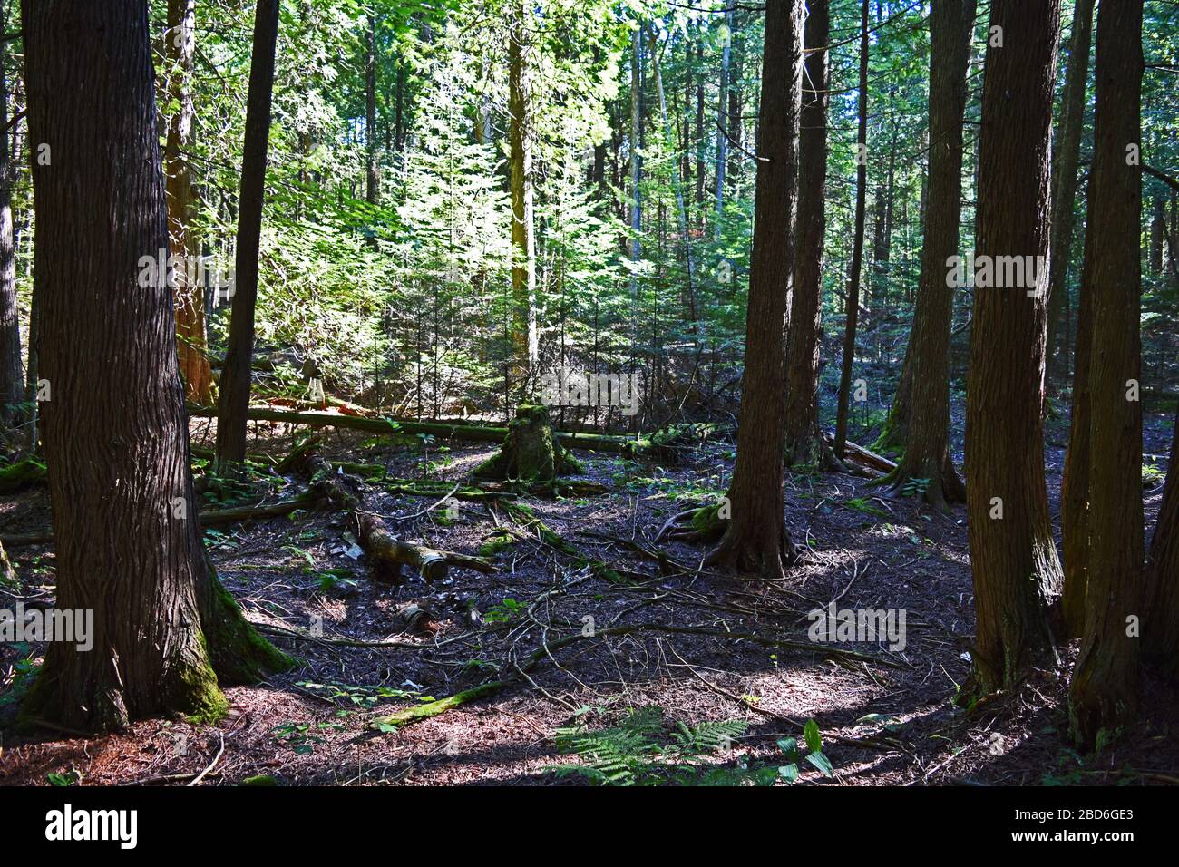 Foresta dell'Isola di Mackinac Foto Stock