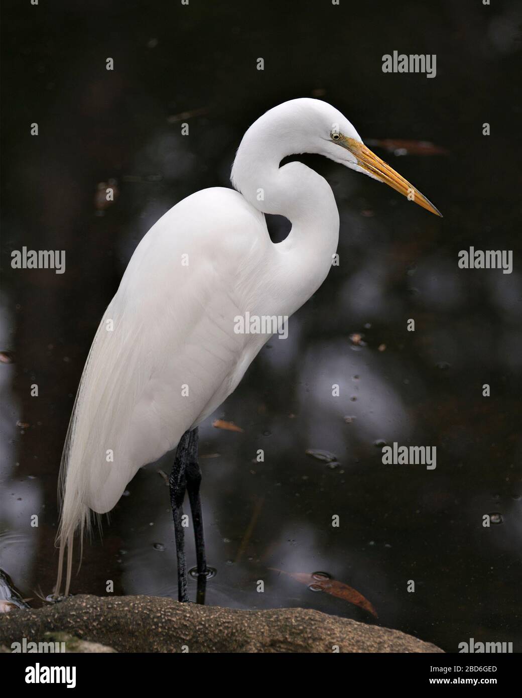 Grande vista in primo piano White Egret uccello profilo in acqua con un contrasto nero sfondo che mostra testa, becco, occhio, piume bianco piume piume piume piume in suo e Foto Stock