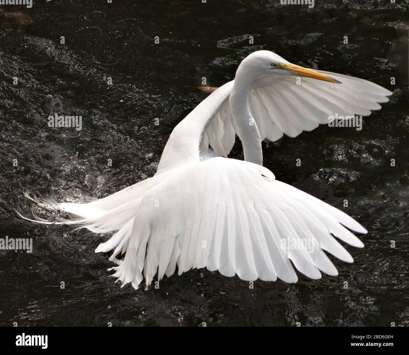 Grande bianco Egret uccello primo piano vista profilo volare sopra l'acqua con le ali sparse con uno sfondo di acqua che mostra testa, becco, occhio, piume bianco pl Foto Stock