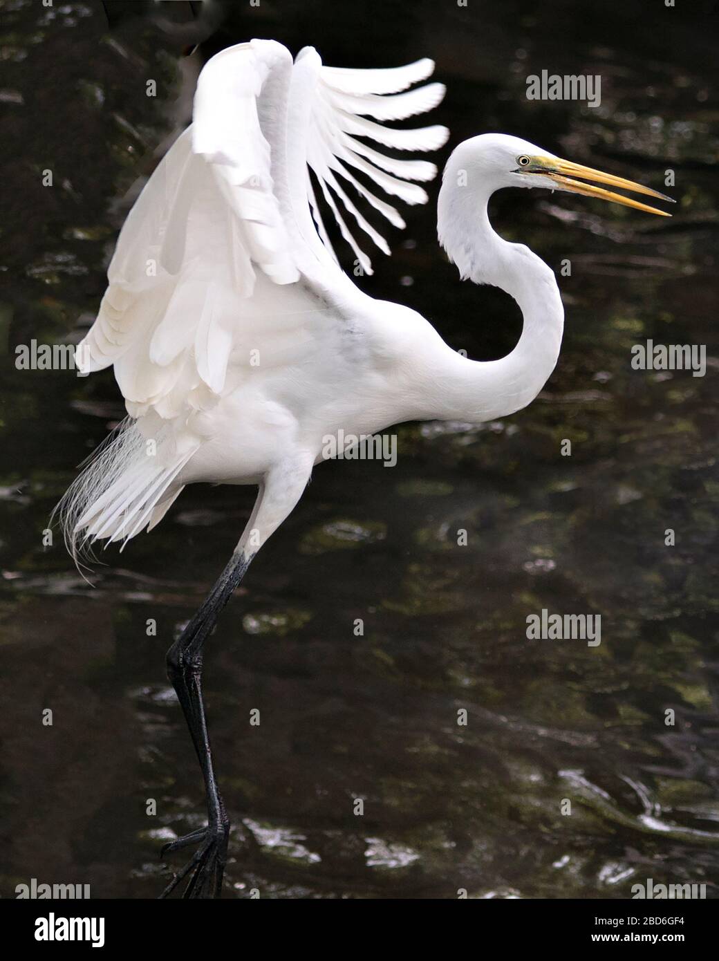 Vista ravvicinata dell'uccello dell'Egret bianco grande in piedi nell'acqua con le ali sparse con uno sfondo dell'acqua che mostra la testa, il becco, l'occhio, la piuma bianca Foto Stock