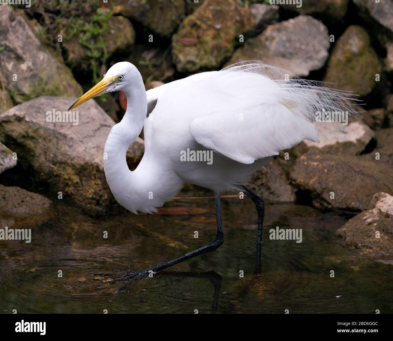 Grande bianco Egret uccello primo piano vista profilo in acqua con ali sparse con uno sfondo muschio roccia che mostra testa, becco, occhio, piume bianco plu Foto Stock