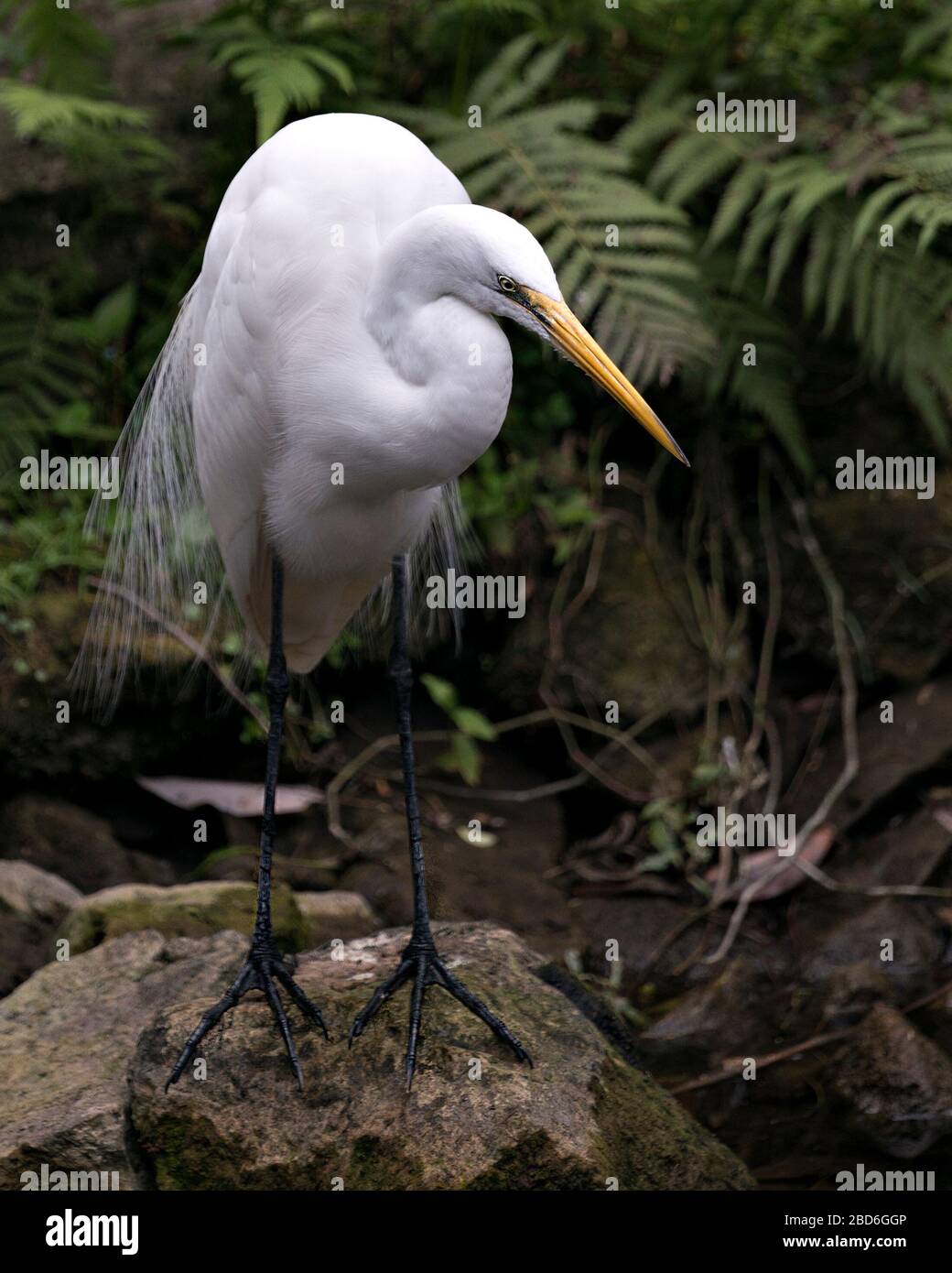 Grande bianco Egret uccello primo piano vista profilo in piedi su una roccia muschio con uno sfondo fogliame che mostra testa, becco, occhio, piume bianche piume piume piume piume in i Foto Stock