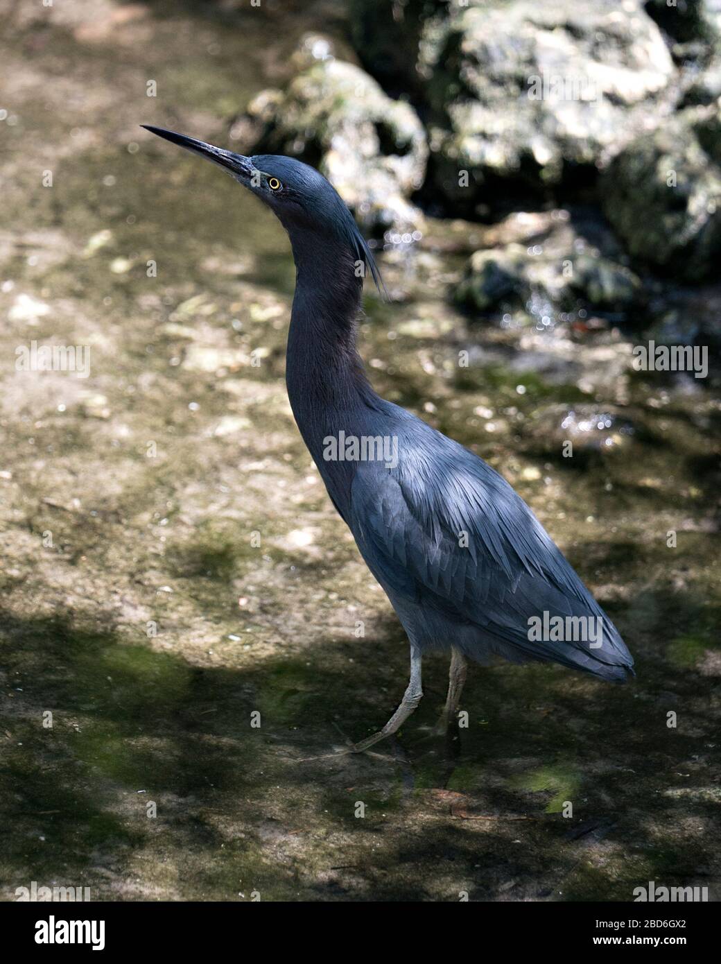 Little Blue Heron uccello primo piano profilo laterale vista in acqua che mostra piume blu, corpo, becco, testa, occhio, piedi con uno sfondo bokeh nel suo en Foto Stock