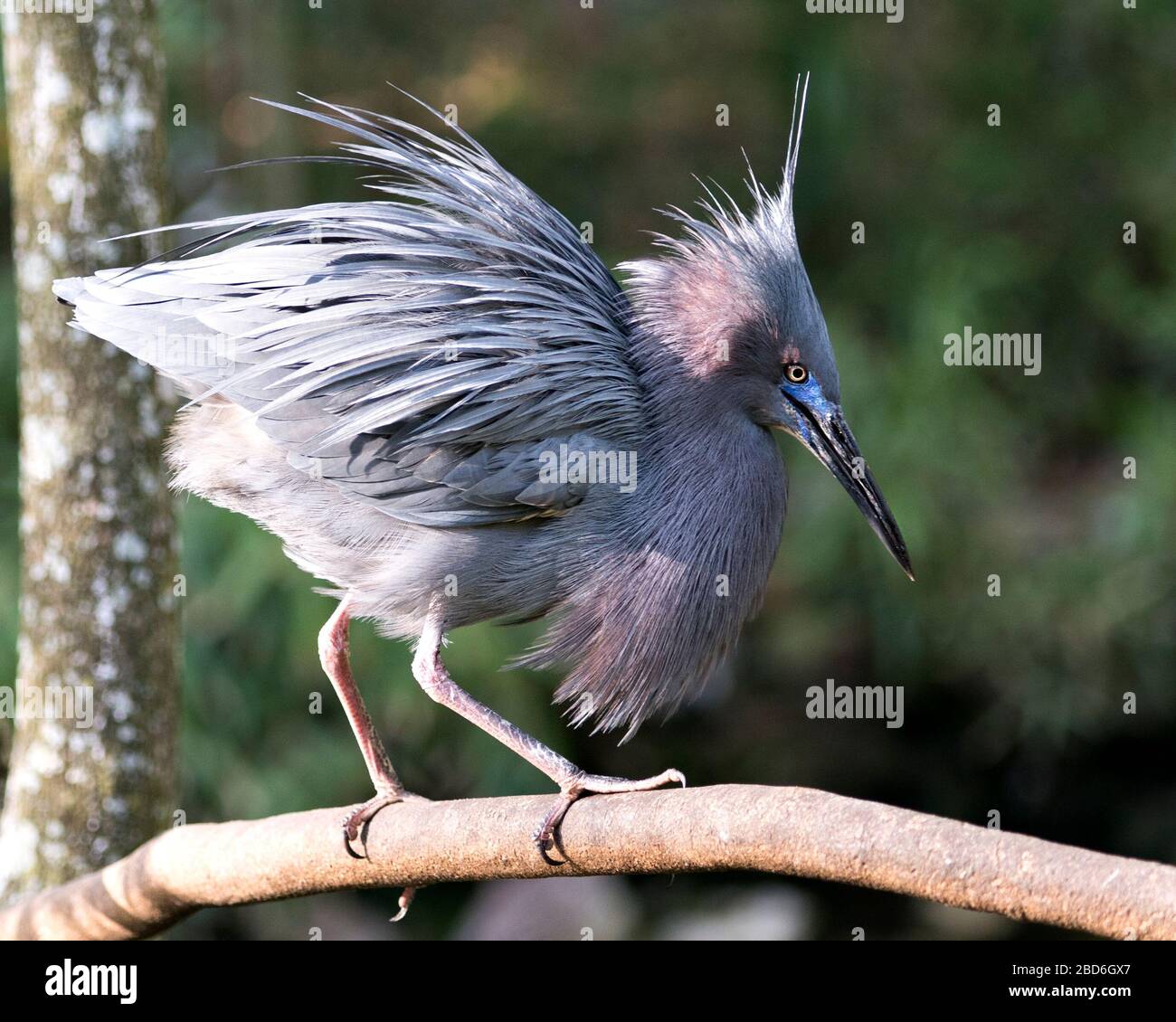 Piccolo uccello Blue Heron primo piano profilo laterale appollaiato su un ramo con soffice piume blu, corpo, becco, testa, occhio, piedi con un dorso bokeh gr Foto Stock