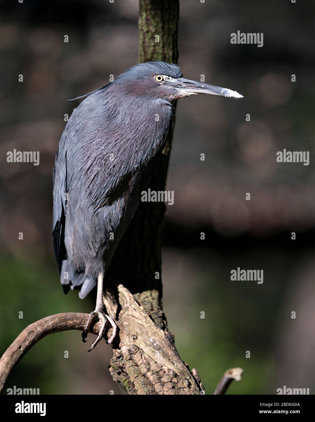 Little Blue Heron uccello primo piano profilo laterale appollaiato su un ramo che mostra piume blu, corpo, becco, testa, occhio, piedi con uno sfondo bokeh in Foto Stock