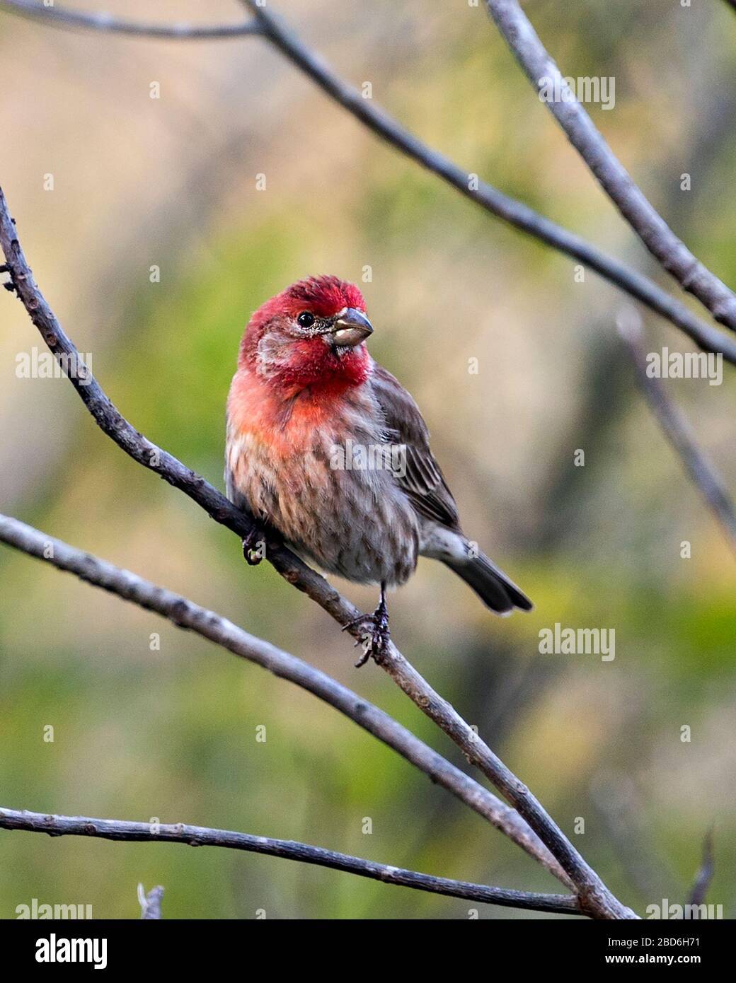 Vista ravvicinata del profilo Red Finch Bird, appollaiato su un ramo con uno sfondo bokeh che mostra la sua bella testa rossa, becco, piedi, occhio e piuma marrone Foto Stock