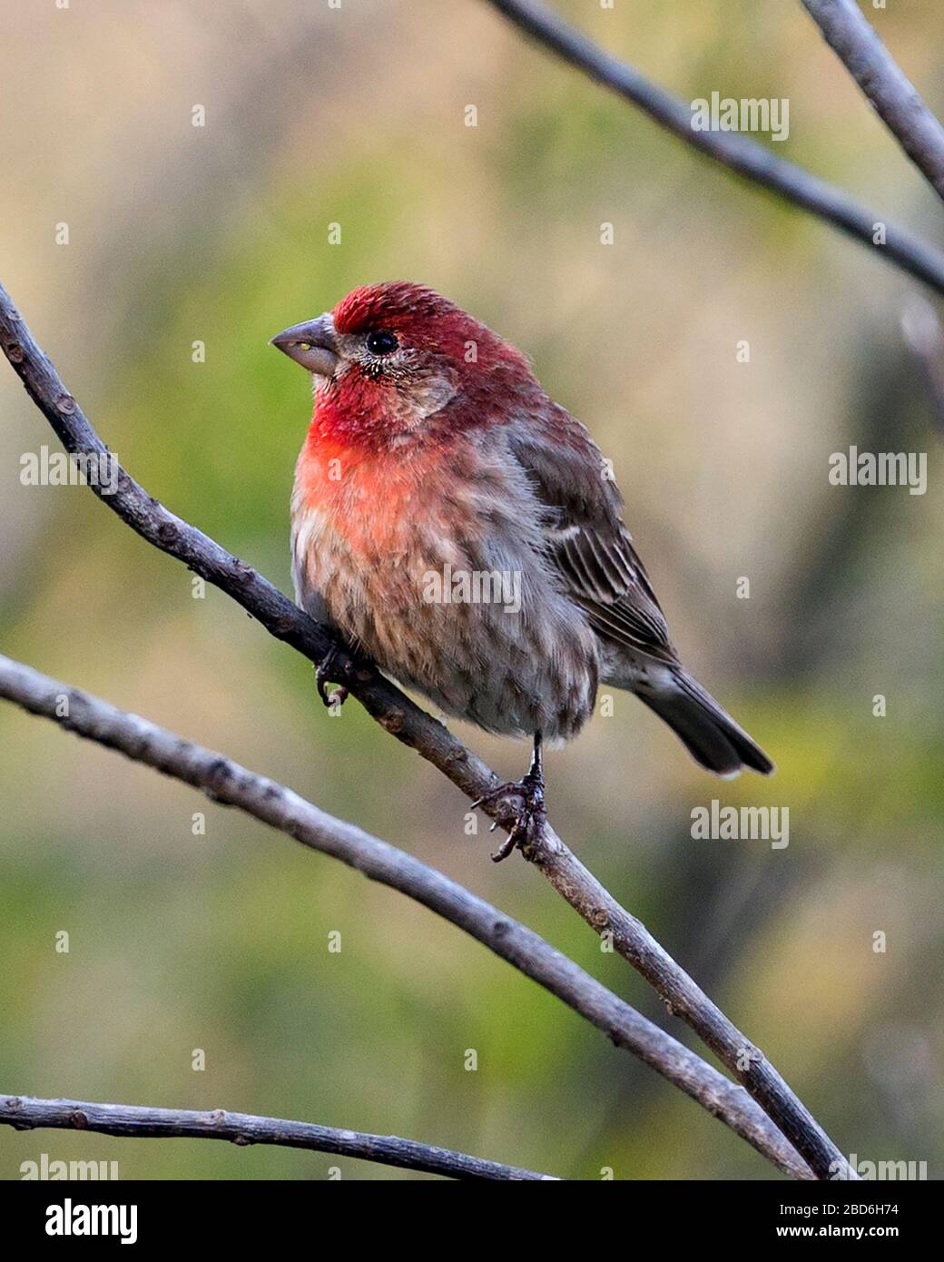 Vista ravvicinata del profilo Red Finch Bird, appollaiato su un ramo con uno sfondo bokeh che mostra la sua bella testa rossa, becco, piedi, occhio e piuma marrone Foto Stock
