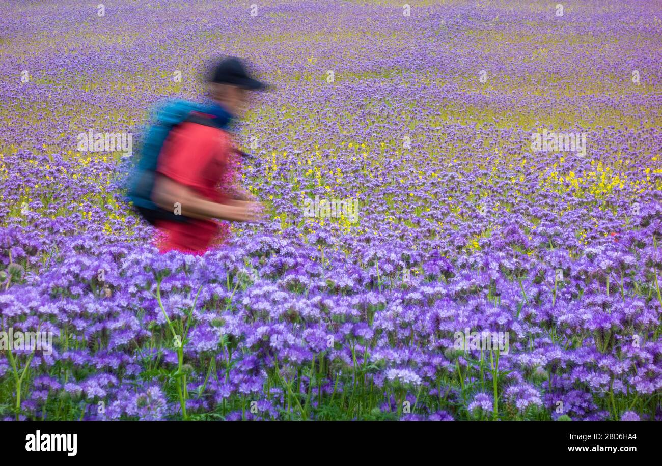 Ruuner su sentiero attraverso il campo di Phacelia Tanacetifolia, lacy phacelia, tansy blu o viola tansy. Ape amichevole raccolto di copertura, concime verde. REGNO UNITO Foto Stock