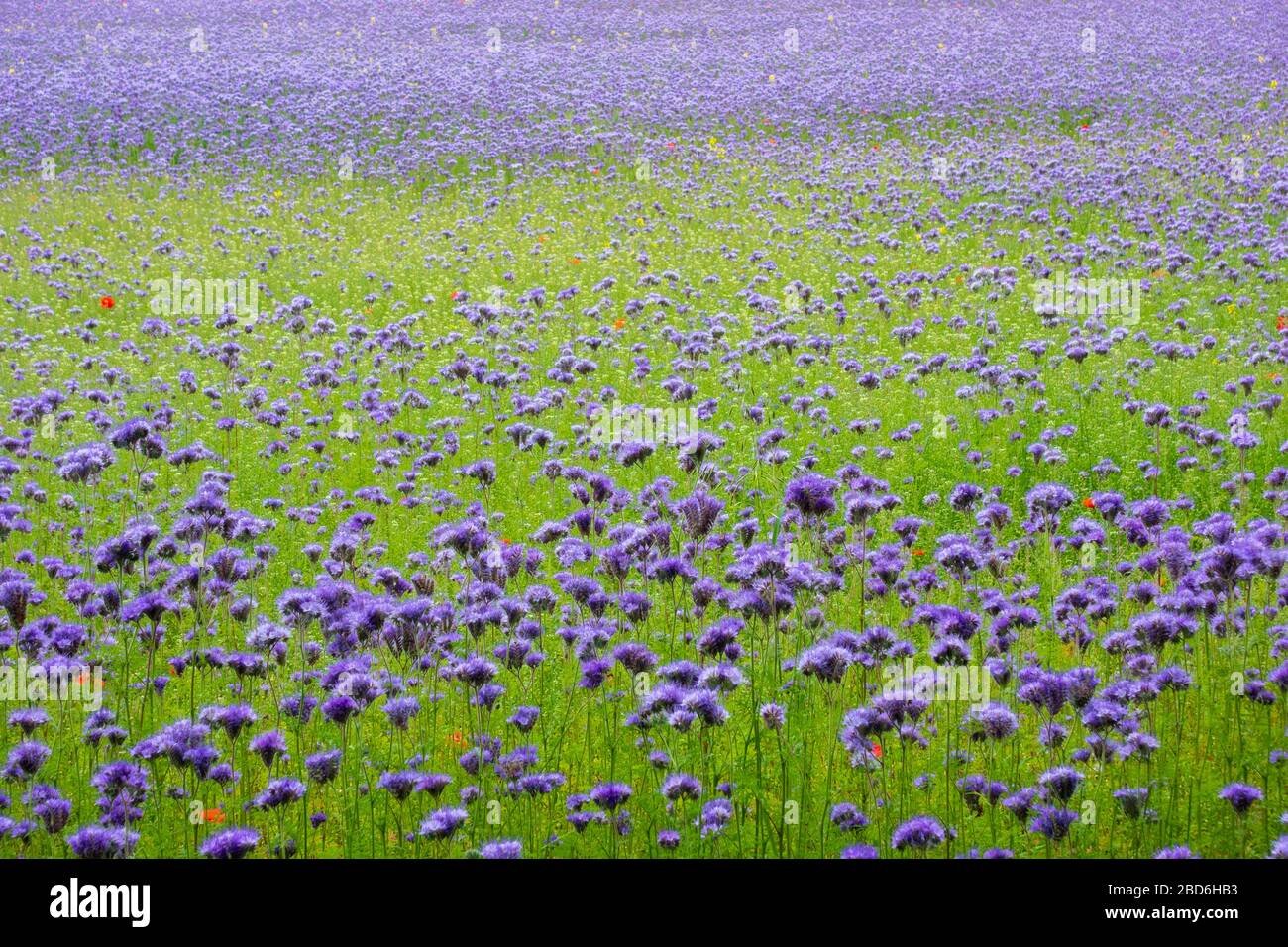 Phacelia tanacetifolia, lacy phacelia, tansy blu o tansy viola. Ape amichevole raccolto di copertura, concime verde. REGNO UNITO Foto Stock