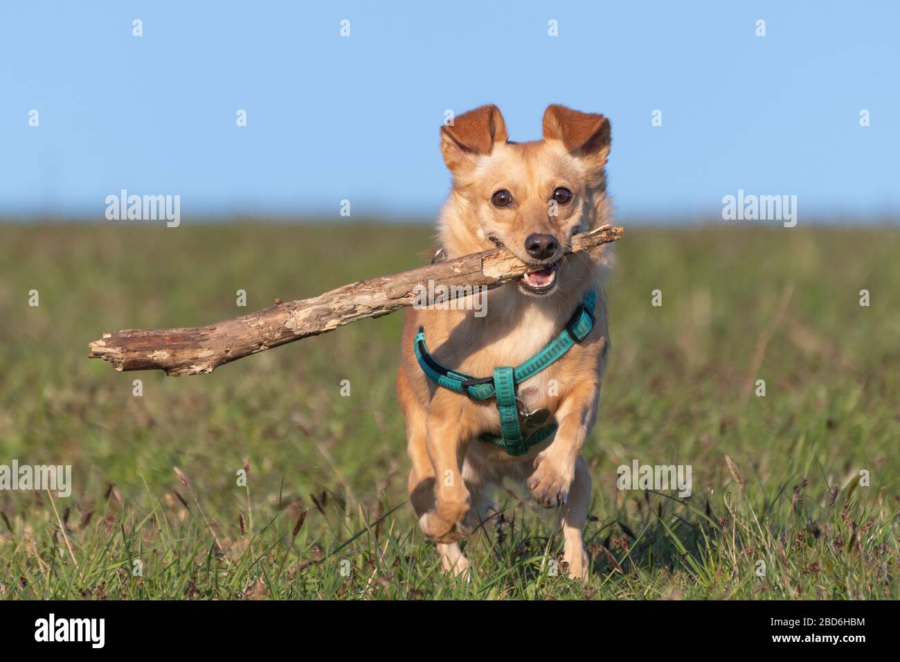 Carino piccolo cane con imbracatura verde che corre con un bastone di legno in bocca su prato erba. Animali domestici, amici animali, giochi e concetti di addestramento del cane. Foto Stock