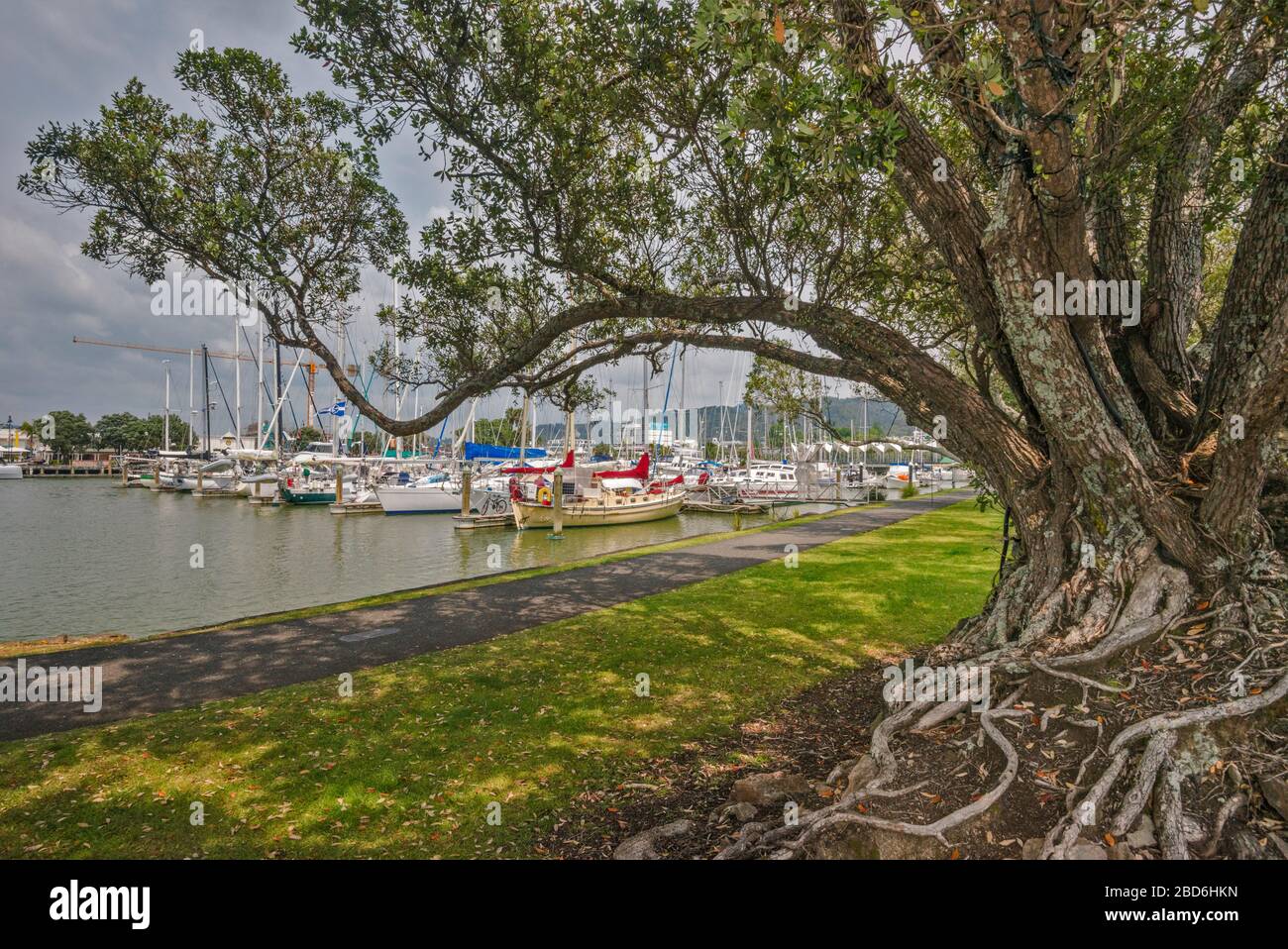 Titoki (quercia neozelandese) al sentiero di Hatea Loop, barche al porto turistico di Town Basin sul fiume Hatea a Whangarei, regione del Northland, Isola del Nord, Nuova Zelanda Foto Stock