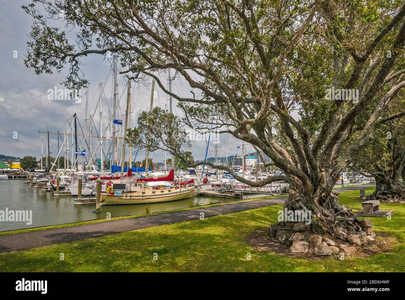 Titoki (quercia neozelandese) al sentiero di Hatea Loop, barche al porto turistico di Town Basin sul fiume Hatea a Whangarei, regione del Northland, Isola del Nord, Nuova Zelanda Foto Stock