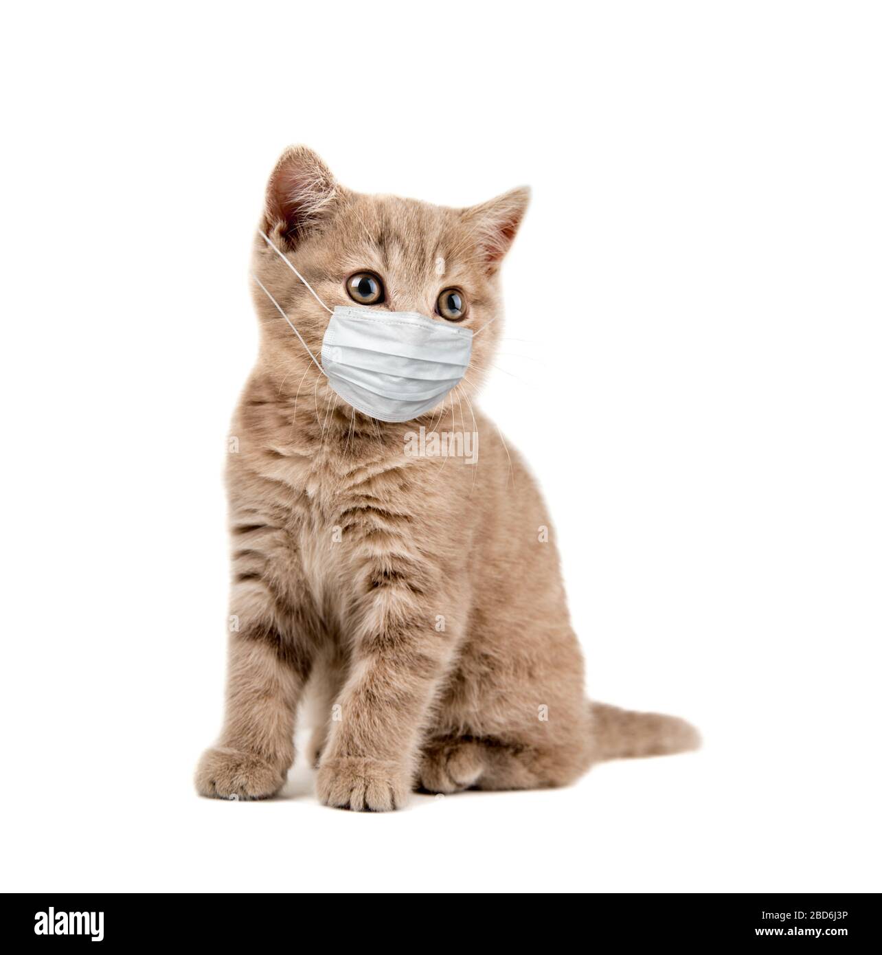 gattino in maschera medica, su sfondo bianco, isolato. Concetto covid-19 coronavirus pandemico Foto Stock