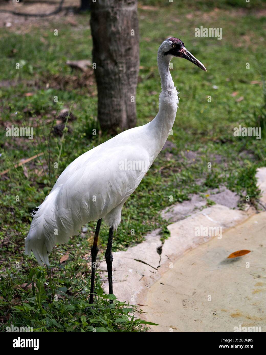 Gru con vista ravvicinata del profilo degli uccelli in piedi dall'acqua con sfondo fogliame nei dintorni e nell'ambiente circostante. Foto Stock