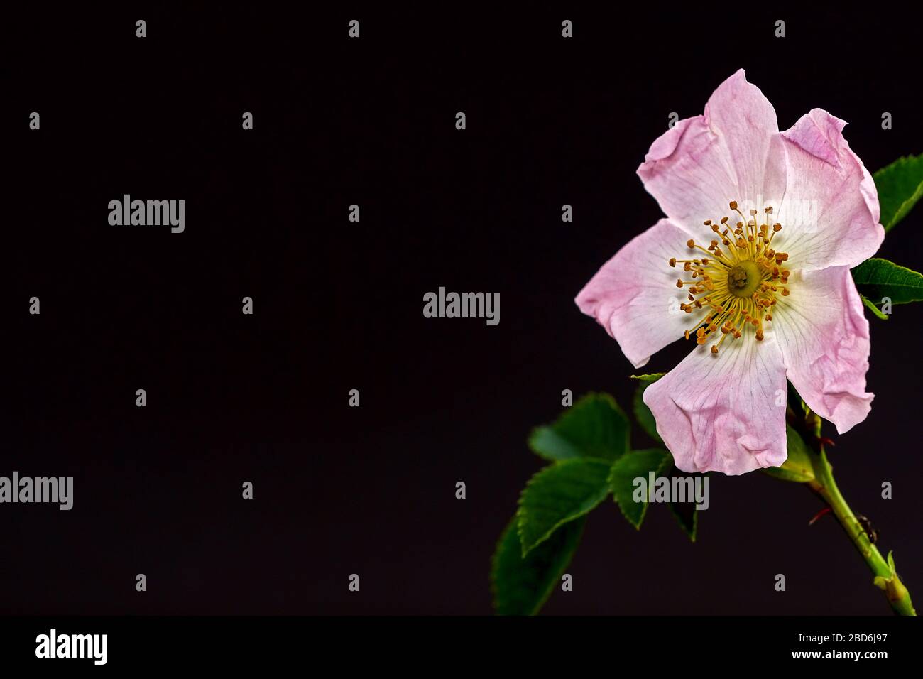 petali, balze e pistils di un cane rosa fiore Foto Stock