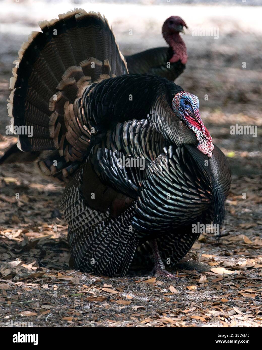 Wild turkey uccello testa primo piano profilo vista con sfondo bokeh che mostra testa, becco, occhio, acqua, fan out coda piume, piumaggio nei suoi ambientatori Foto Stock