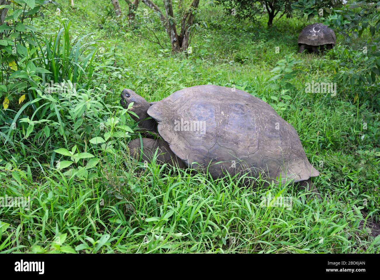 Galapagos tartaruga gigante Geochelone nigrita Santa Cruz Isola Highlands Foto Stock