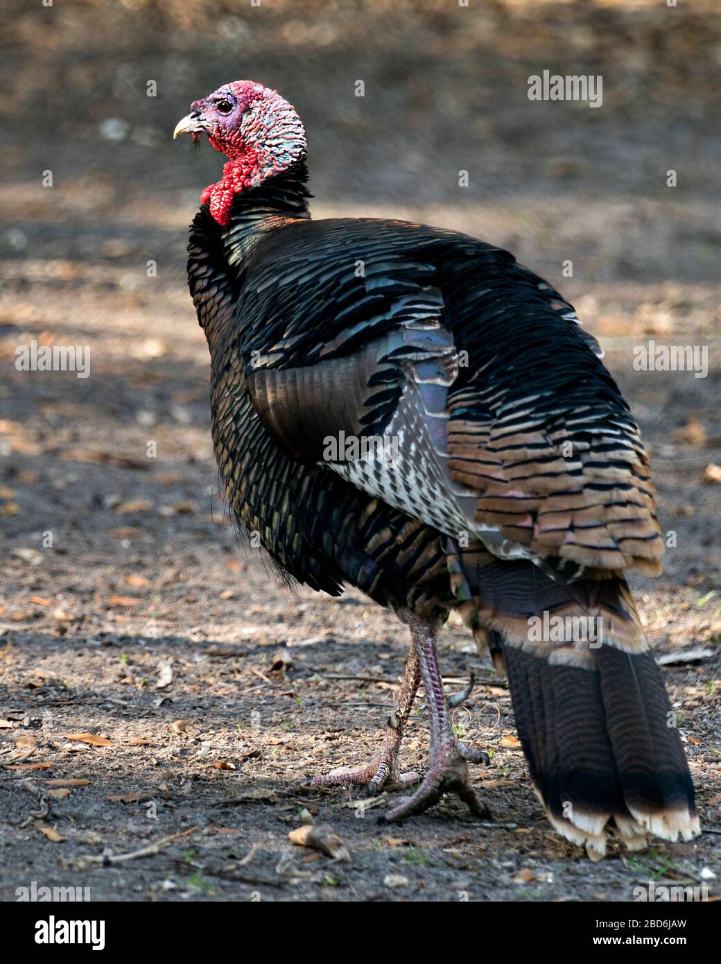 Wild turkey uccello testa primo piano profilo vista con sfondo bokeh, visualizzazione testa, becco, occhio, wattle, gobbler, nel suo ambiente e dintorni Foto Stock