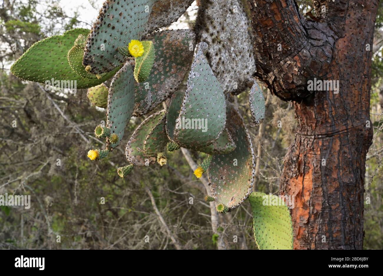 Giganti di cactus di pera di prickly Opuntia echios gigantea Foto Stock