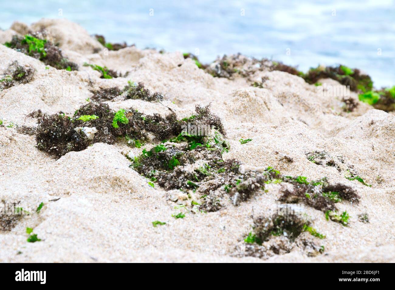 Alghe verdi e marroni sulla spiaggia sabbiosa vicino al mare. Foto Stock