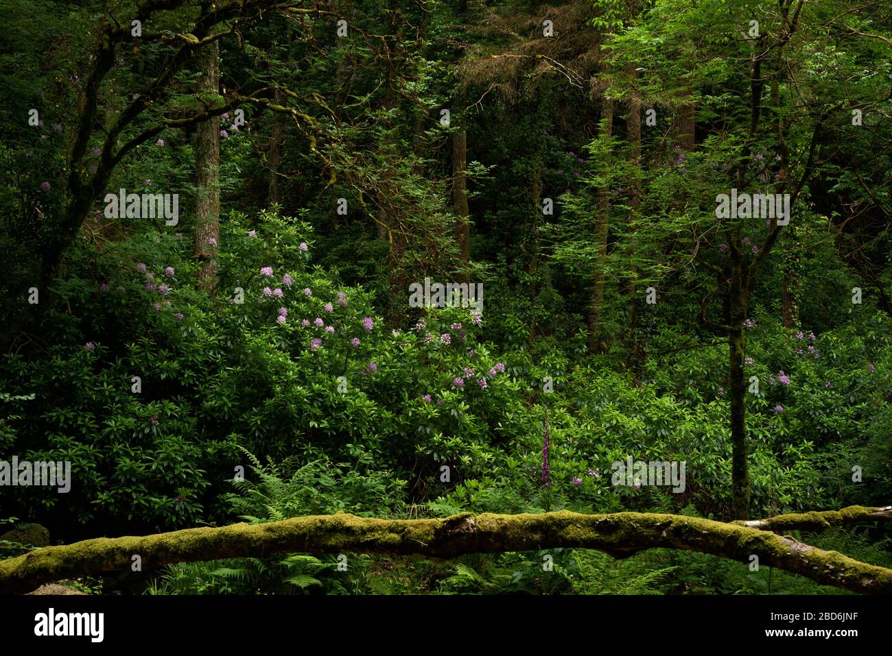 Rhodododendron fiorisce come specie invasive nocive nel Killarney National Park, County Kerry, Irlanda. Foto Stock