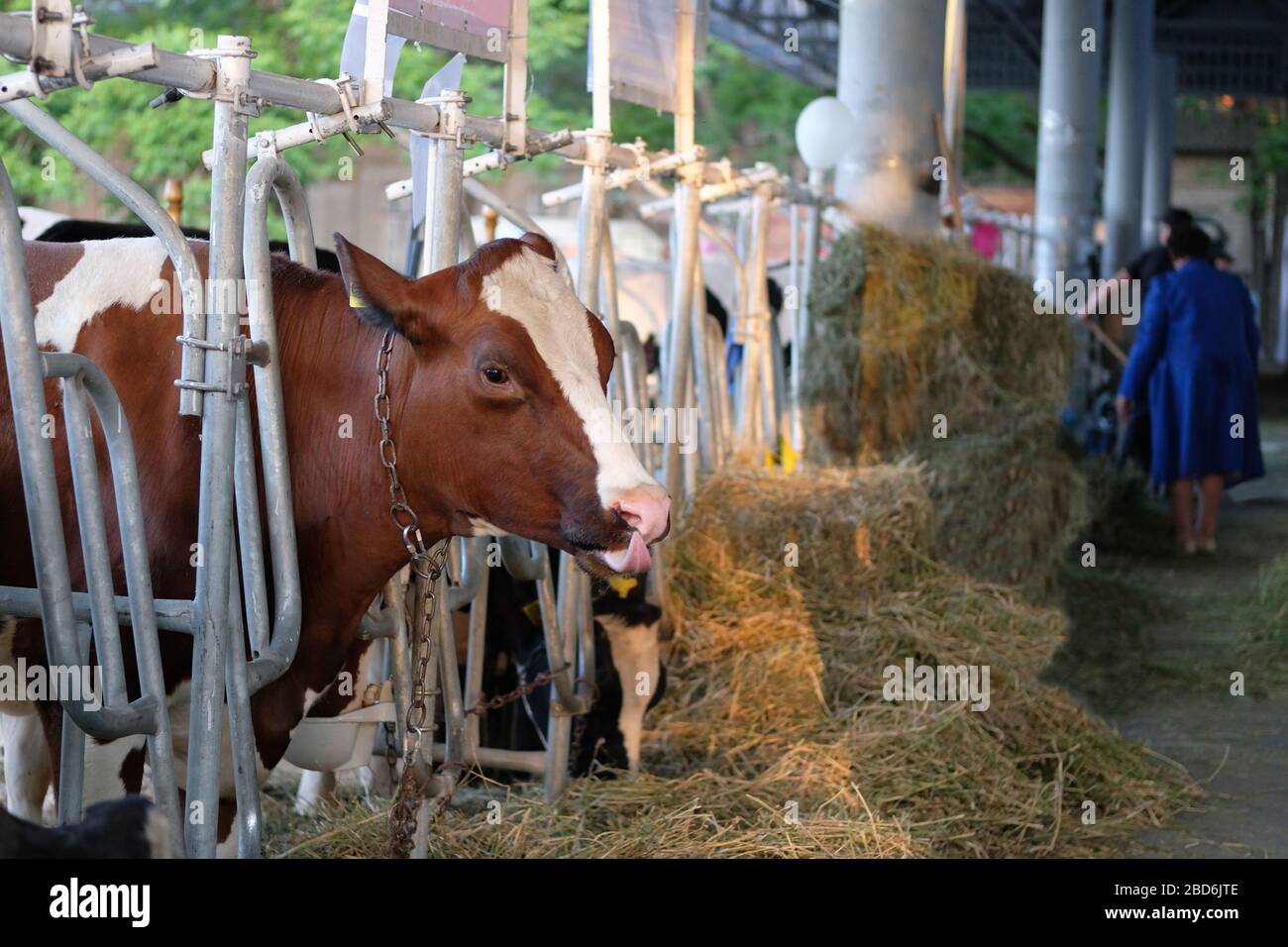 Mucca macchiata mangia fieno su caseificio. Concetto di agricoltura, agricoltura e bestiame. Foto Stock