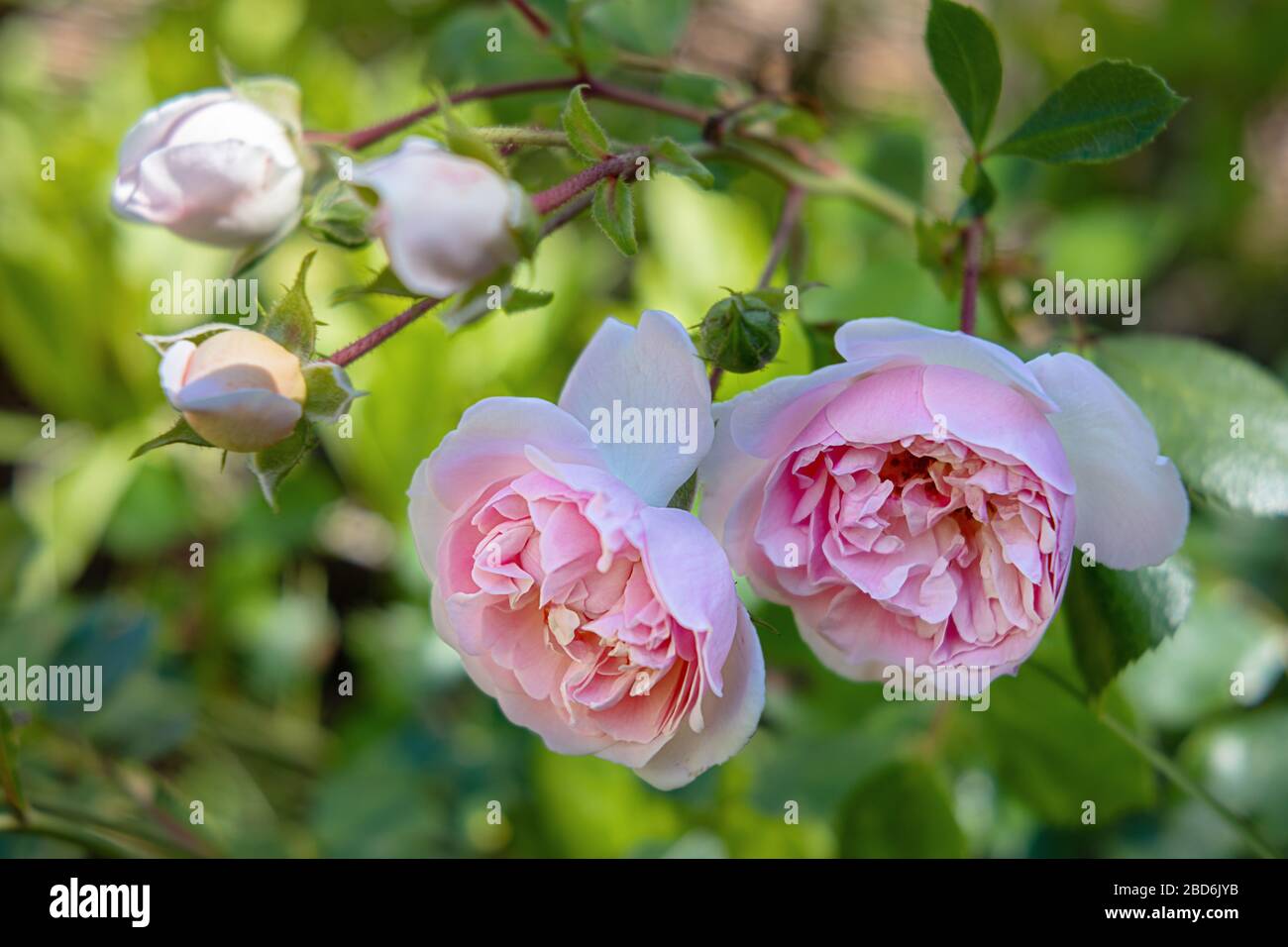 Primo piano di fiori rosa chiaro di una rosa, Rosaceae Foto Stock