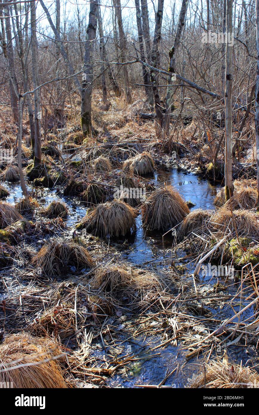 Terra paludosa piena di ogni tipo di vegetazione che cresce in pollici d'acqua con alberi che crescono nel centro della palude. Foto Stock