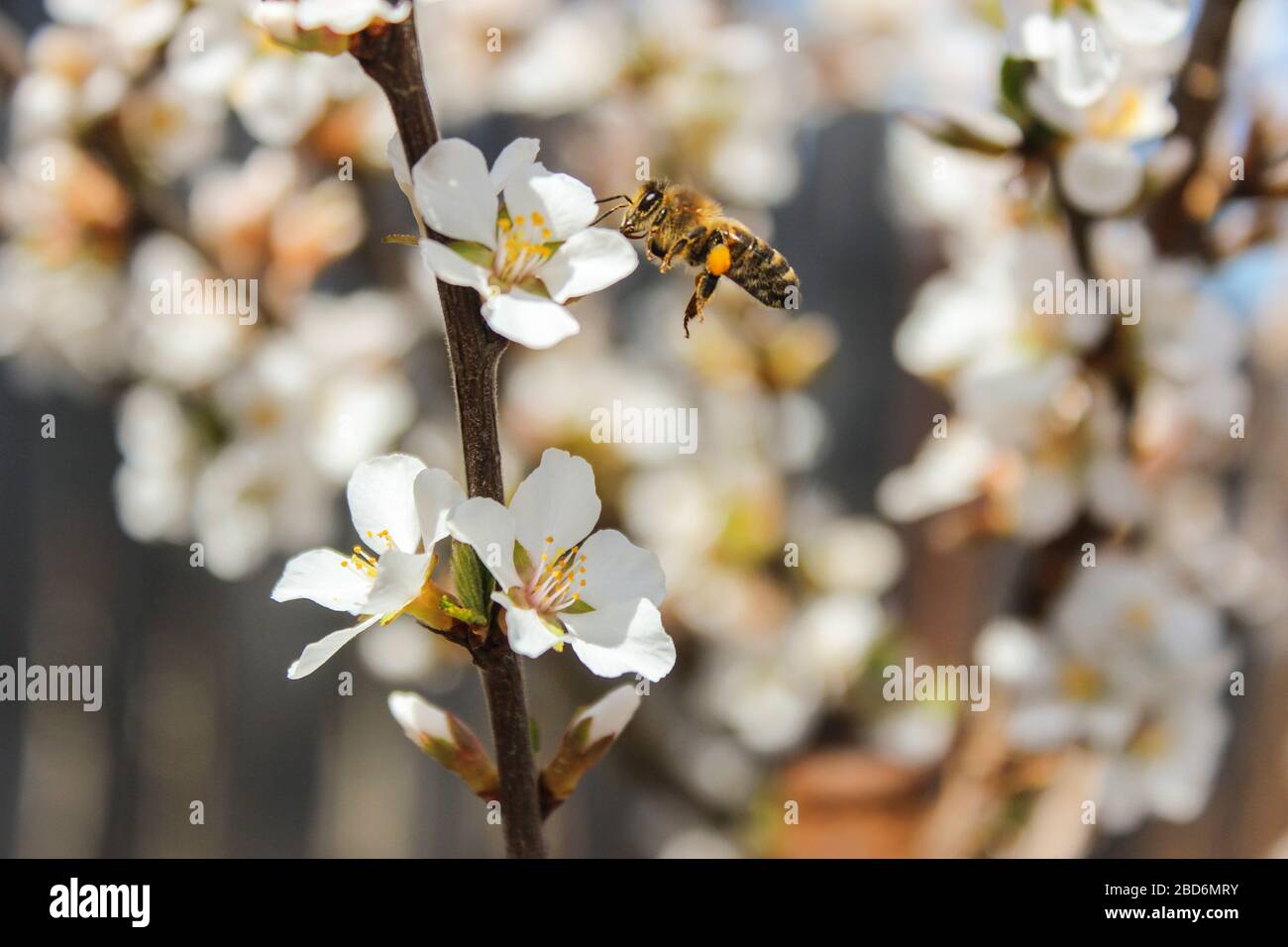 L'ape vola, raccoglie il miele sui fiori di ciliegia Foto Stock