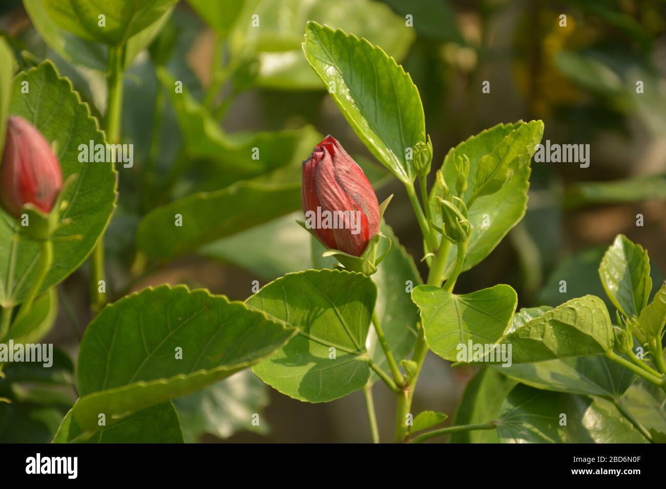 Bocciolo di un colore rosso cina rose (Hibiscus rosa-sinensis ) noto anche come il cinese hibiscus con giovani foglie verdi in un giardino con blur sullo sfondo e se Foto Stock