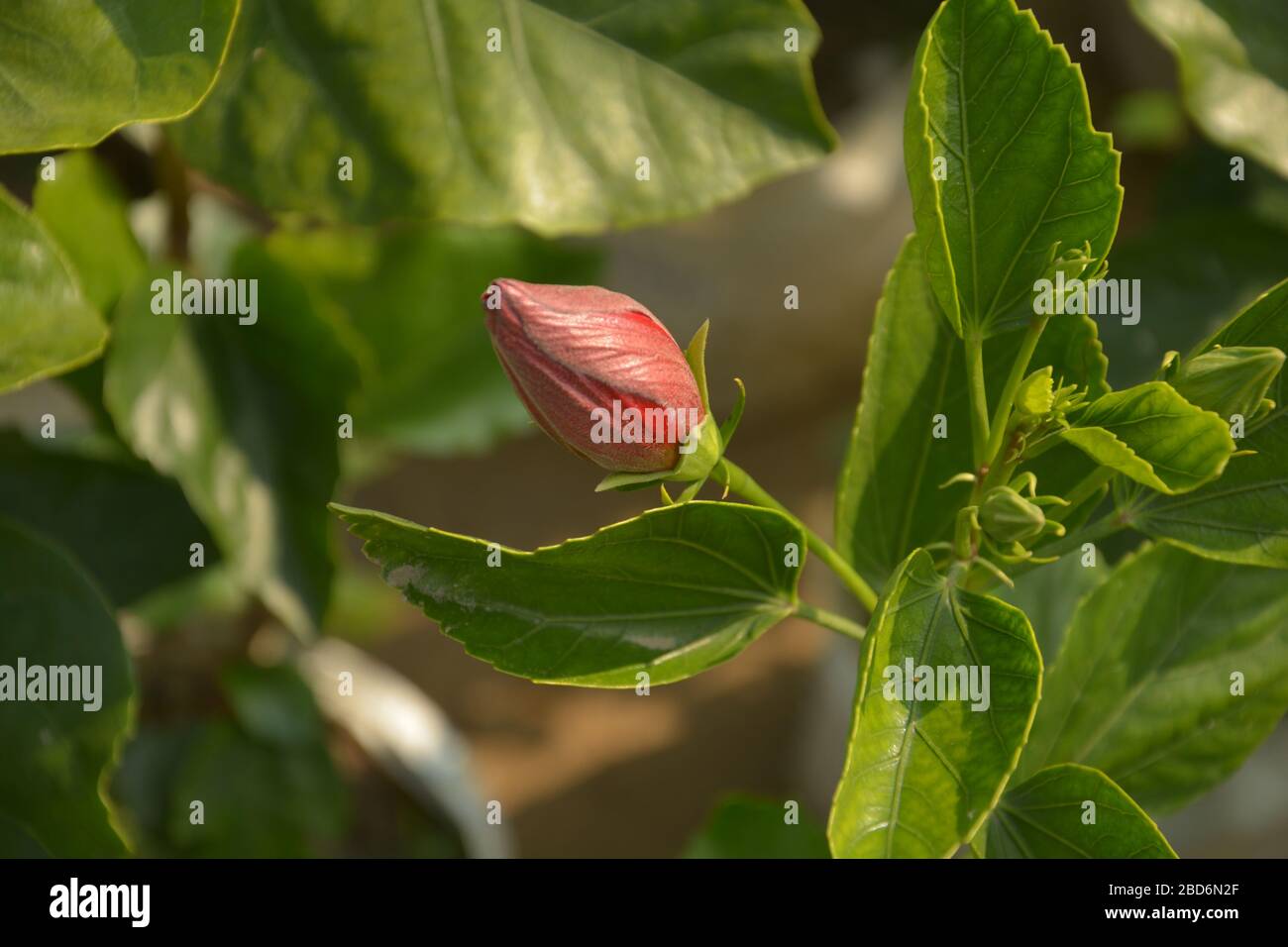 Bocciolo di un colore rosso cina rose (Hibiscus rosa-sinensis ) noto anche come il cinese hibiscus con giovani foglie verdi in un giardino con blur sullo sfondo e se Foto Stock