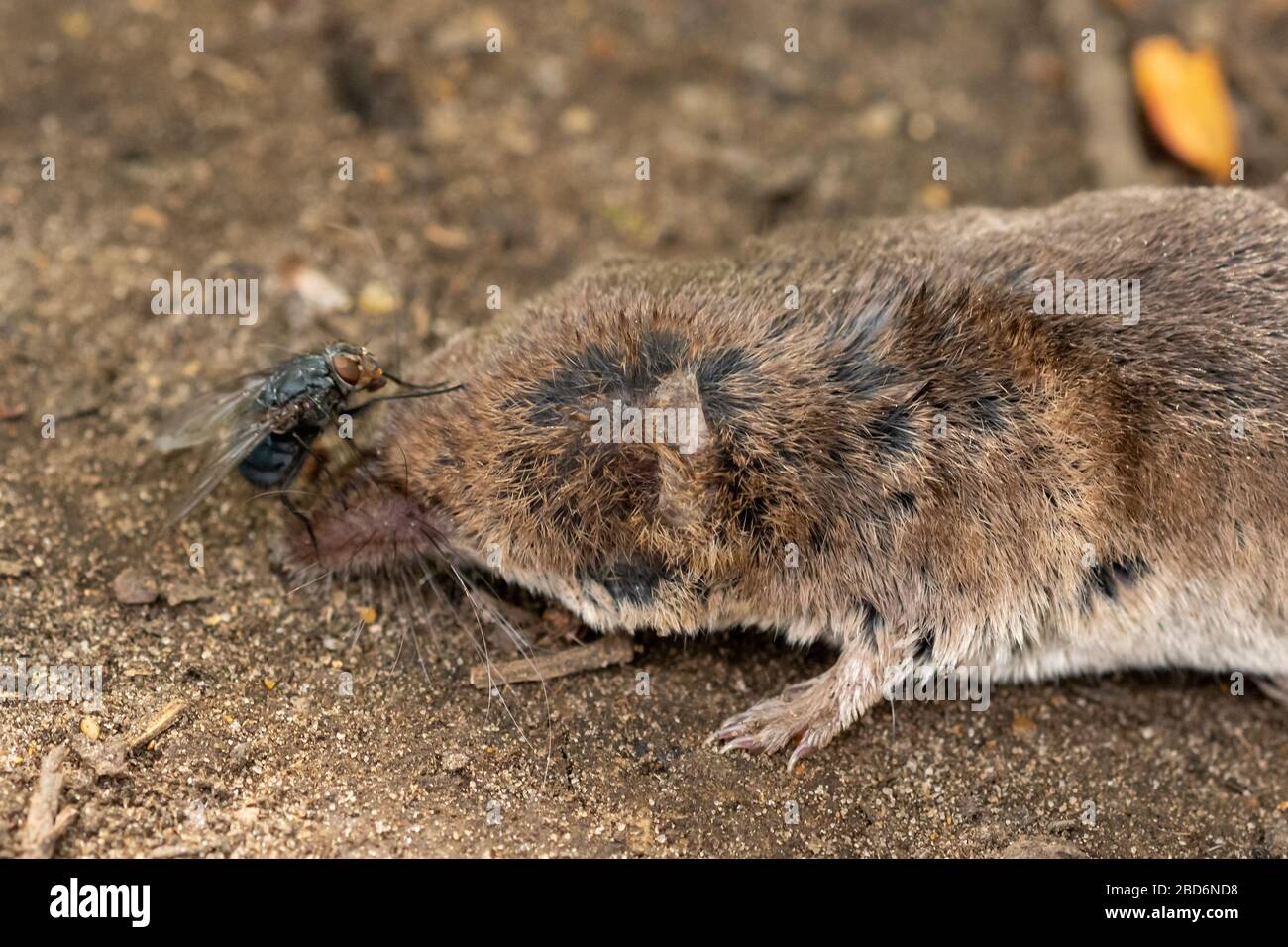 Un colpo vola sul cadavere di un piccolo mammifero morto, Regno Unito Foto Stock