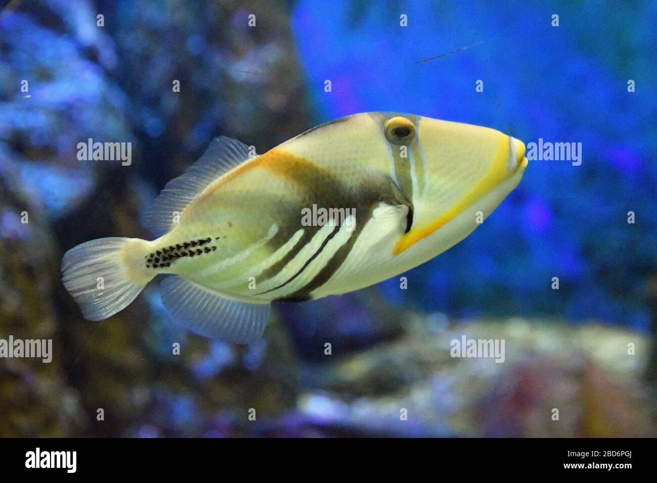 Picasso Trigger Fish nell'acquario di Birdworld, Surrey, Inghilterra, Regno Unito Foto Stock