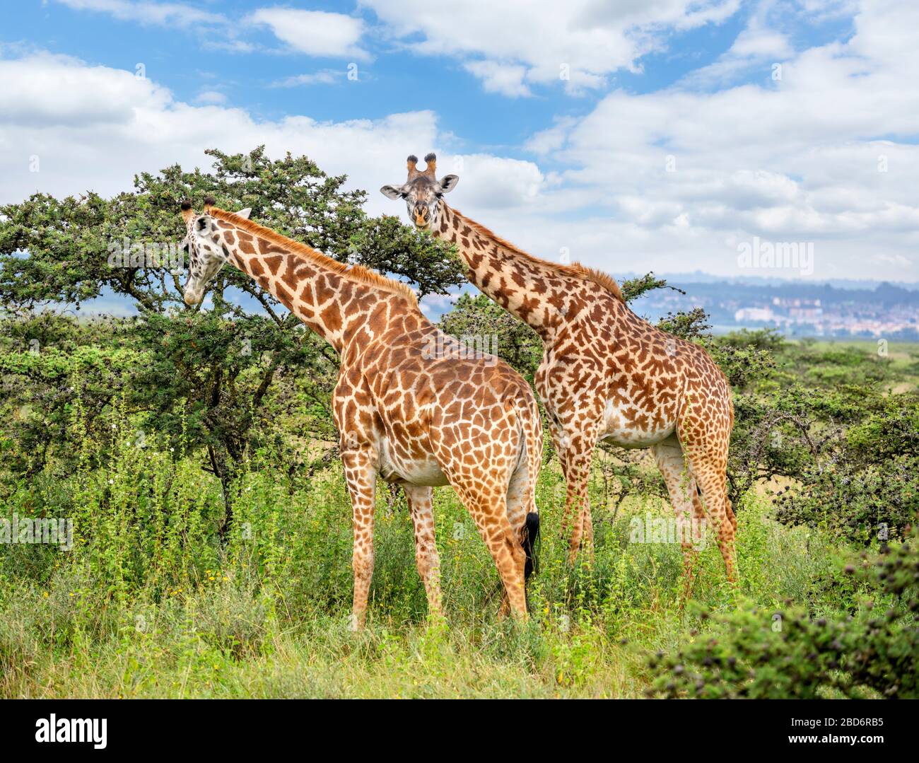 Masai giraffe (Giraffa camelopardalis tippelskirchii). Coppia di giraffe che nutrono nel Parco Nazionale di Nairobi, Kenya, Africa Orientale Foto Stock