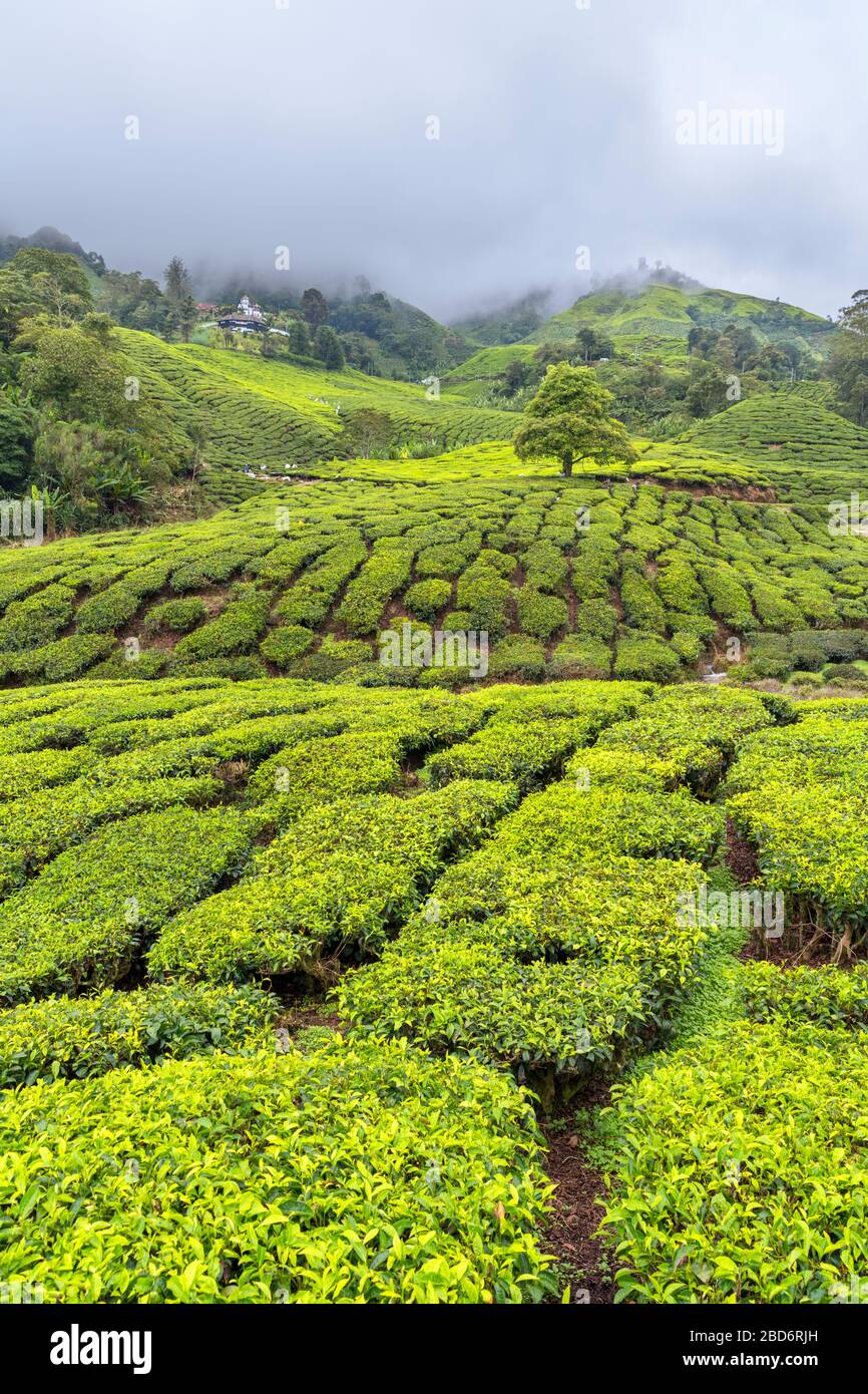 Piantagione di tè vicino a Brinchang, Cameron Highlands, Malesia Foto Stock